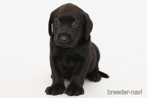 成約済の神奈川県のラブラドールレトリーバー-185922の1枚目